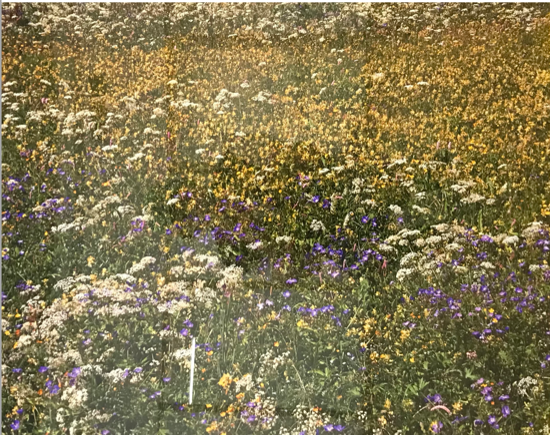Wild Flowers